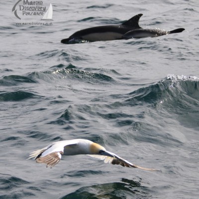 gannet and dolphins
