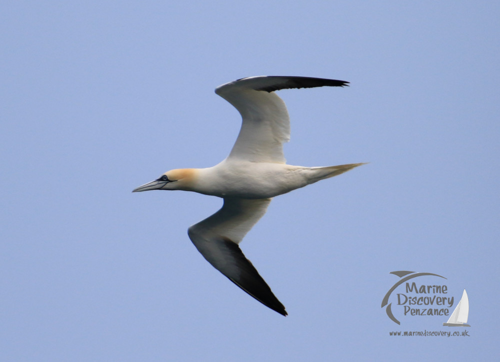a bird flying in the sky
