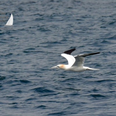 gannet