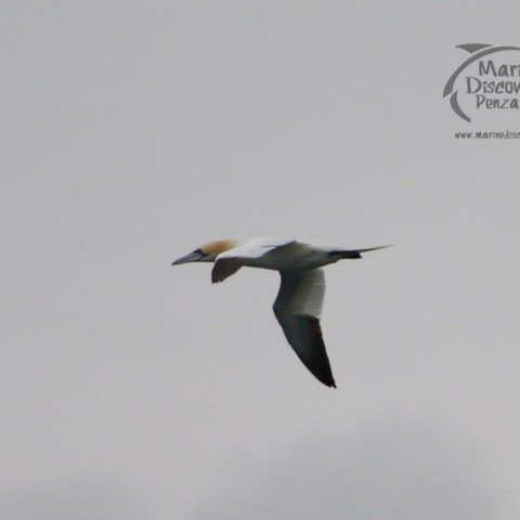 gannet