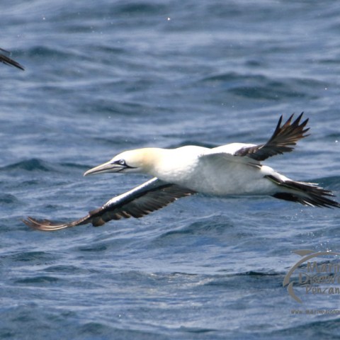 gannet
