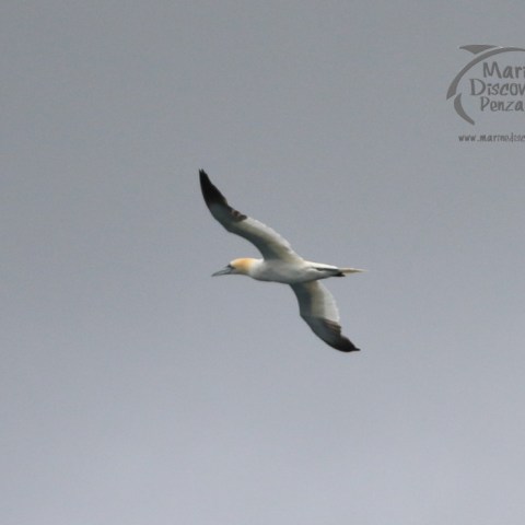 gannet