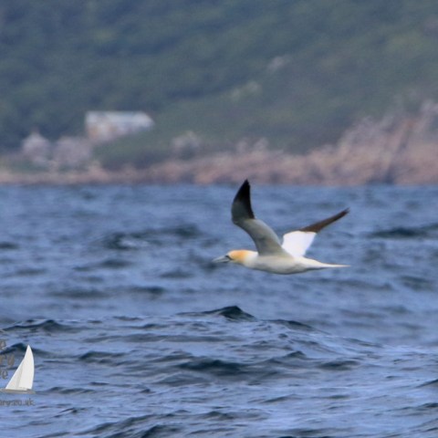 gannet