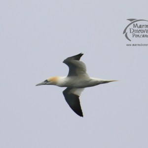 gannet