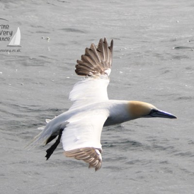 gannet