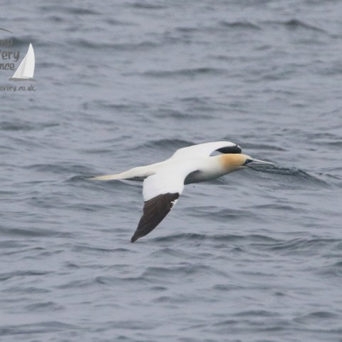 gannet