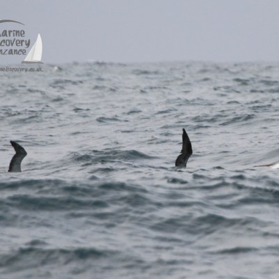 gannets behind a wave