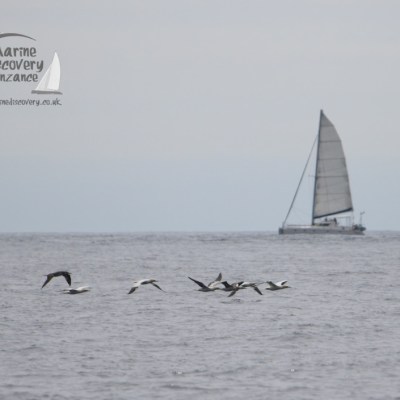 gannets passing yacht