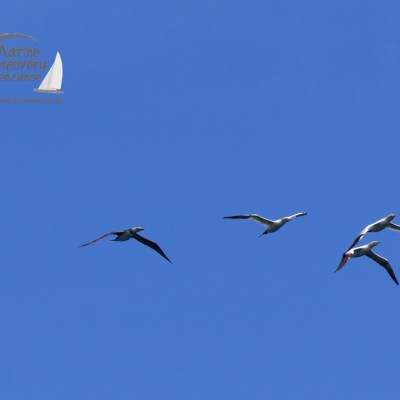 gannets