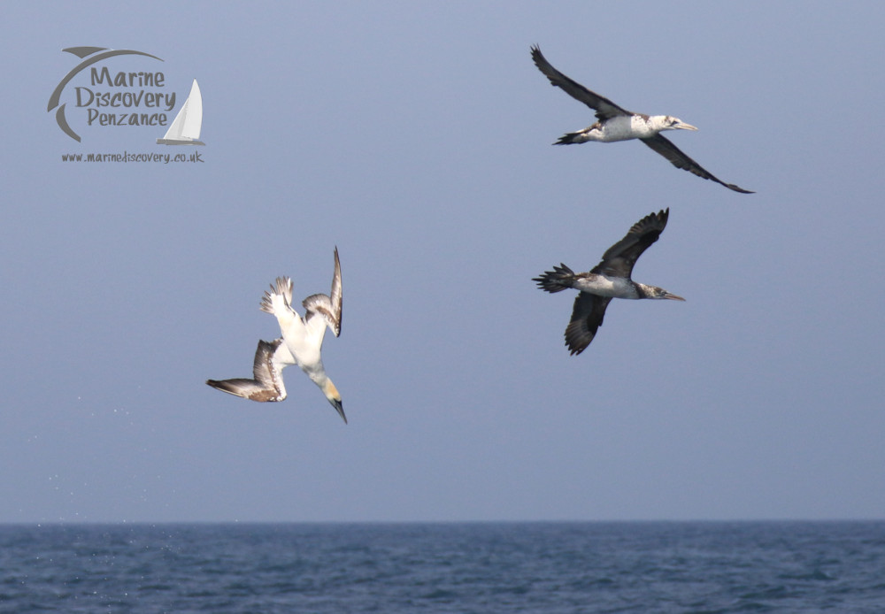 gannets
