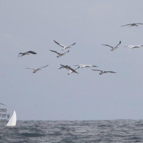 gannets