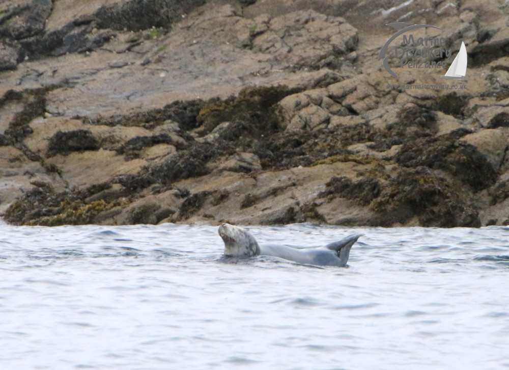 grey seal