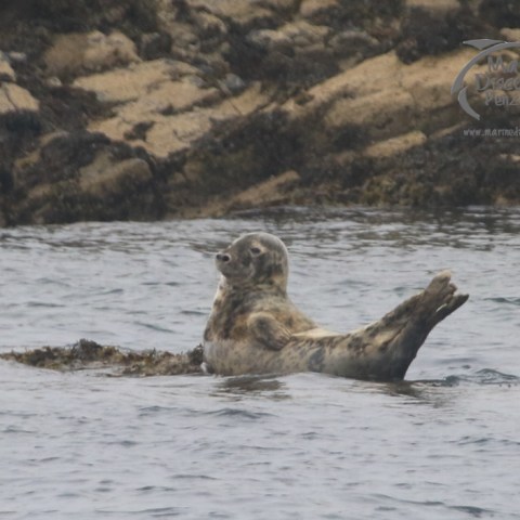 grey seal