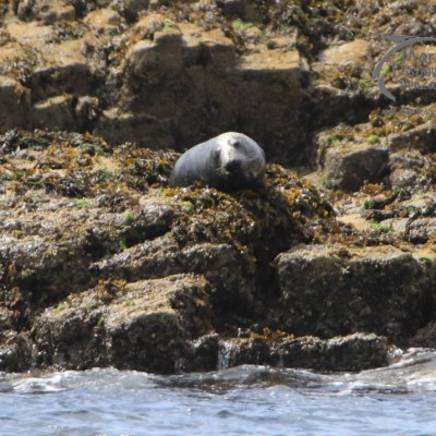 grey seal