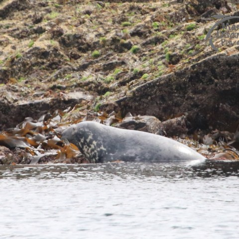 grey seal