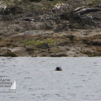 grey seal