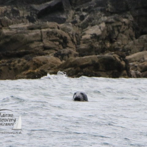 grey seal