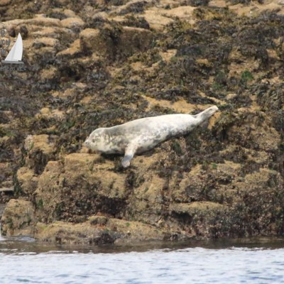 grey seal