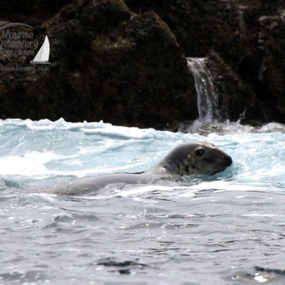 grey seal