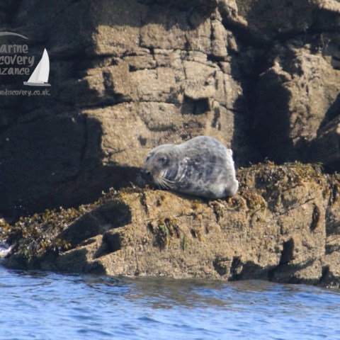 grey seal