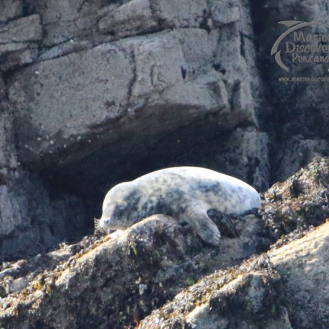grey seal