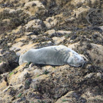 grey seal Kelp