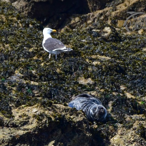 grey seal and gull