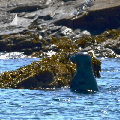 grey seal getting on rock