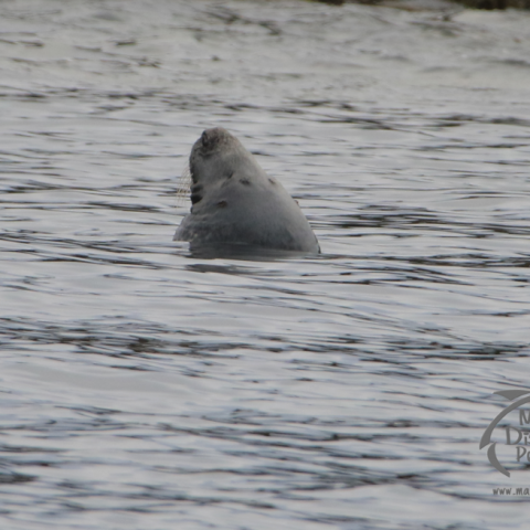 grey seal