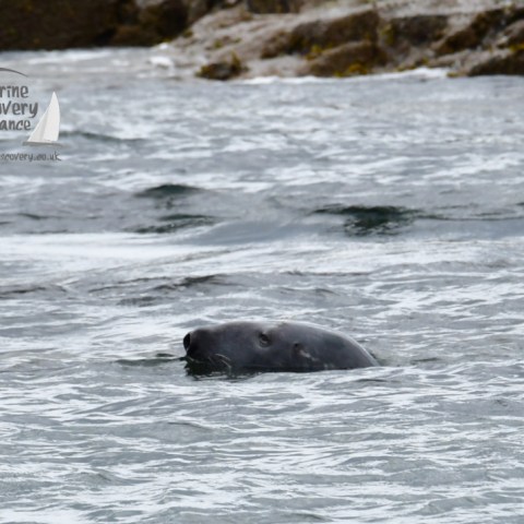 grey seal