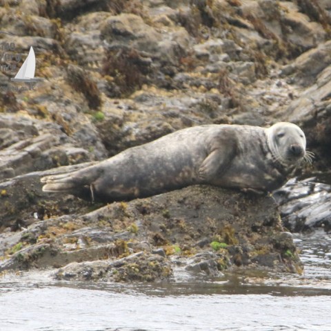 grey seal