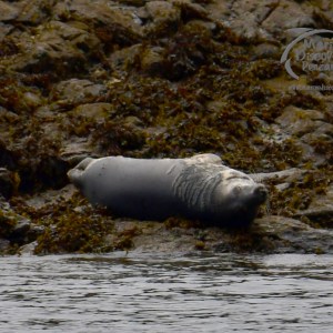 grey seal