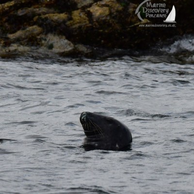 grey seal