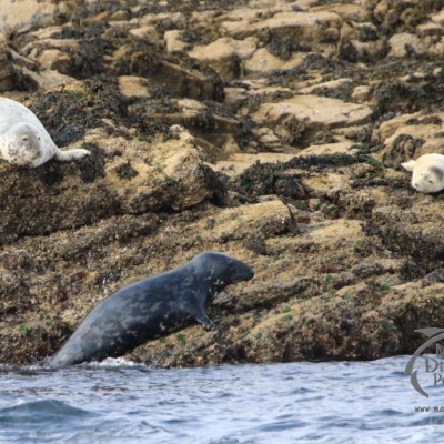 grey seals