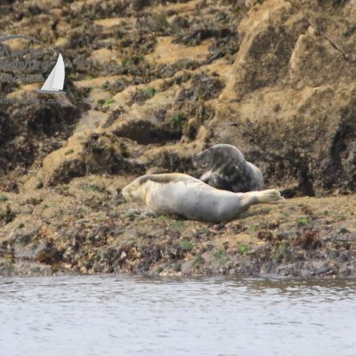 grey seals