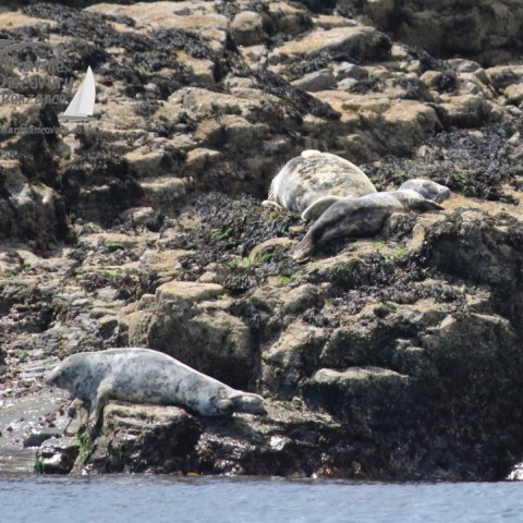 grey seals