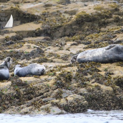 grey seals