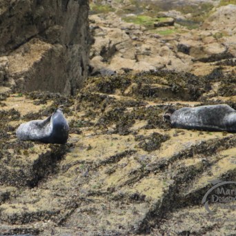 grey seals
