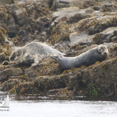 grey seals