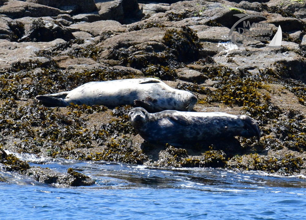 grey seals