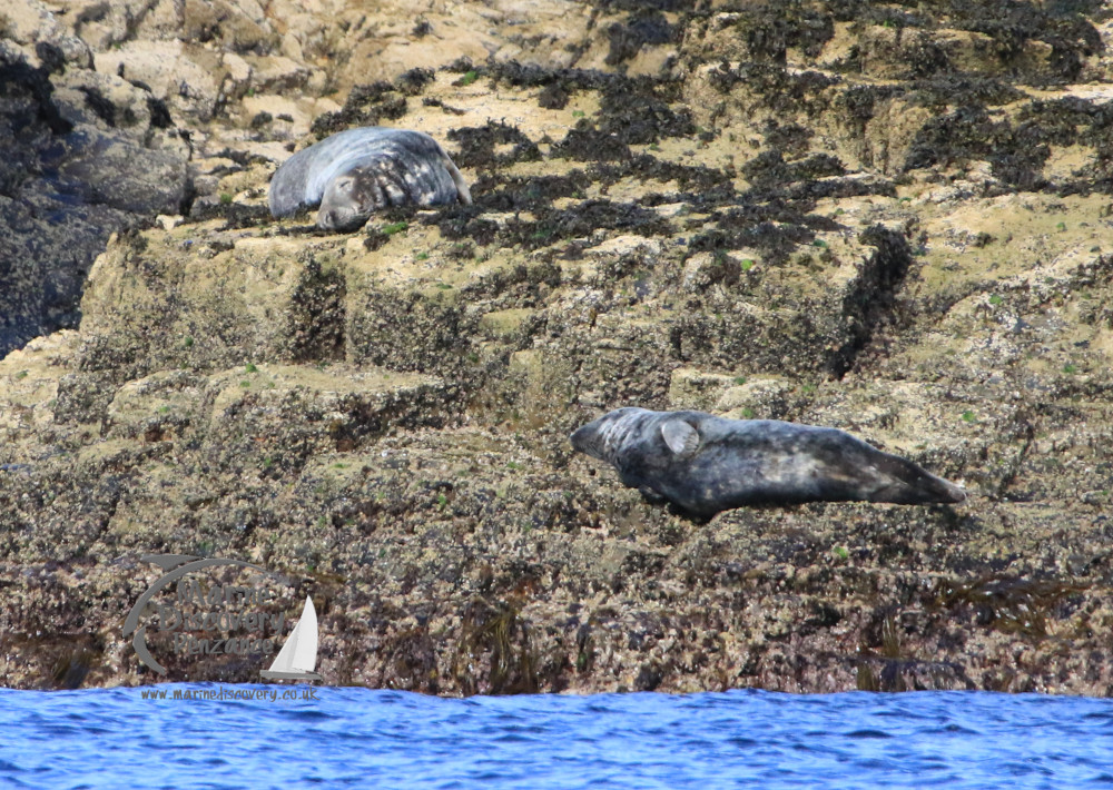 grey seals