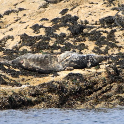 grey seals