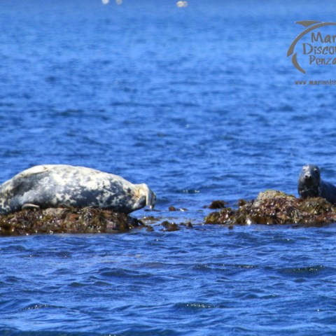 grey seals