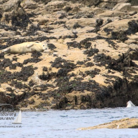 grey seals