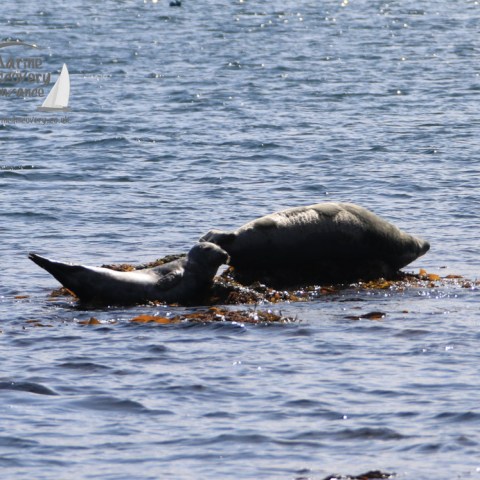 grey seals