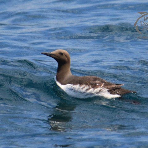 guillemot