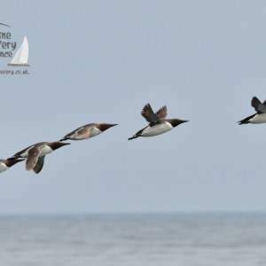 guillemots and razorbill