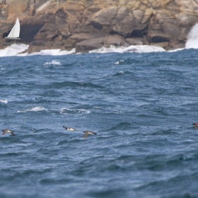 guillemots flying