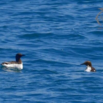 guillemots