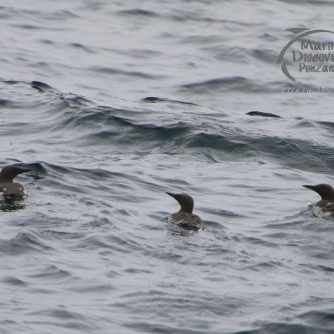 guillemots